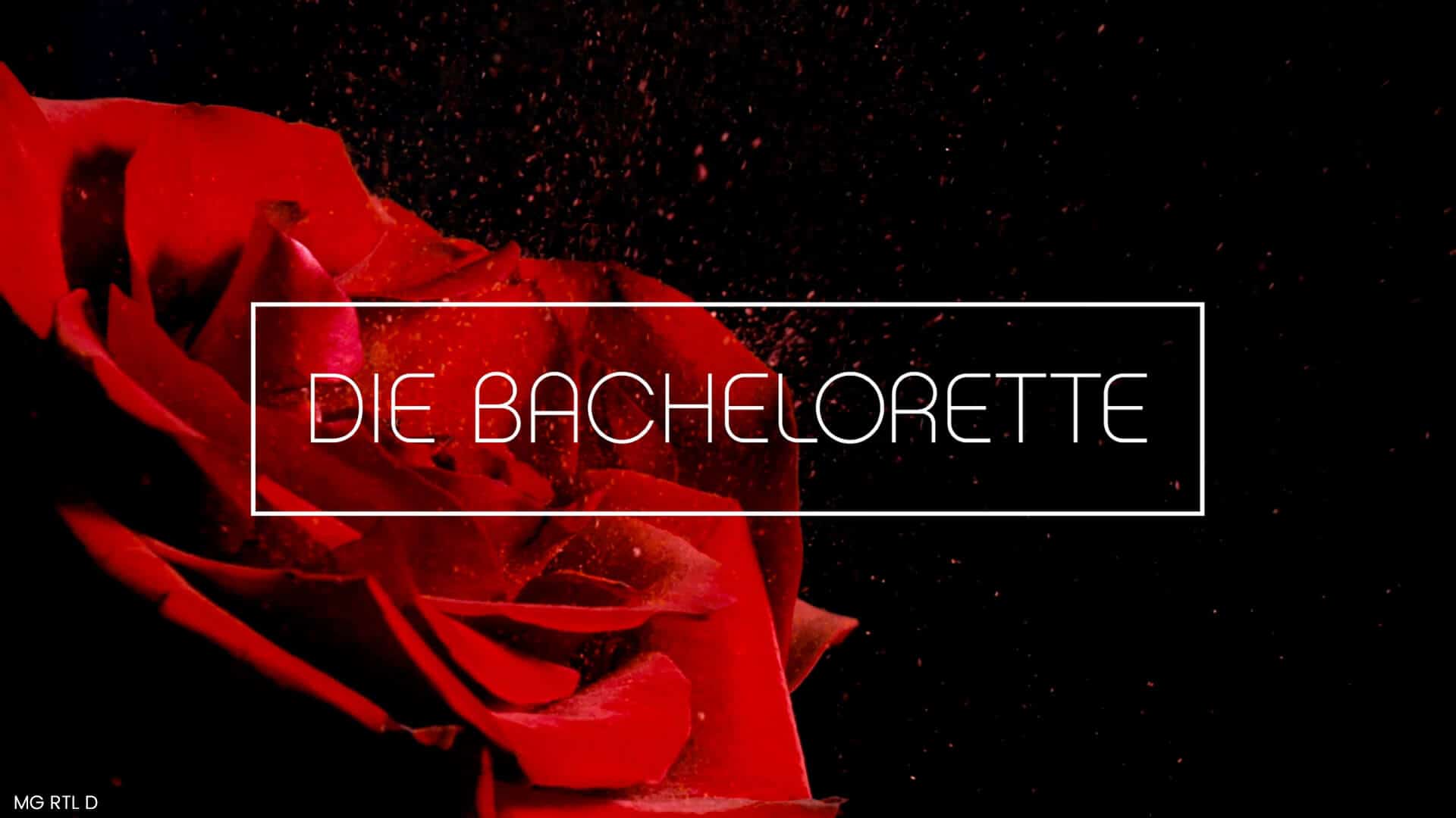 Eine rote Rose im Hintergrund mit dem Logo von Der Bachelorette