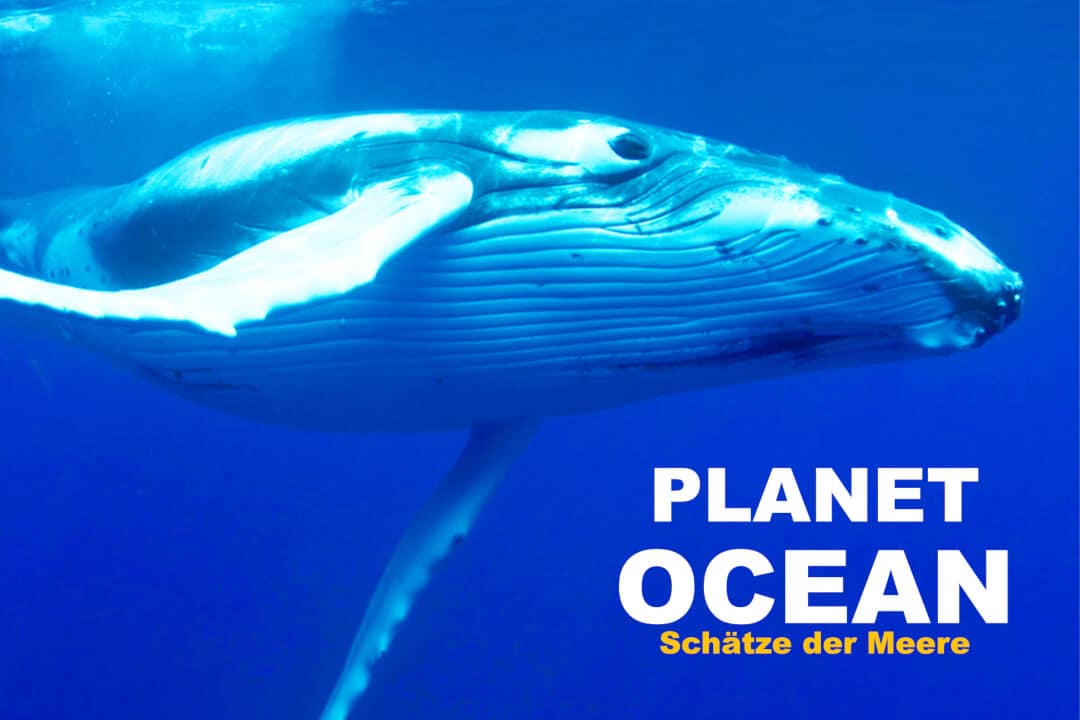 Dokumetationen über die Ozeane