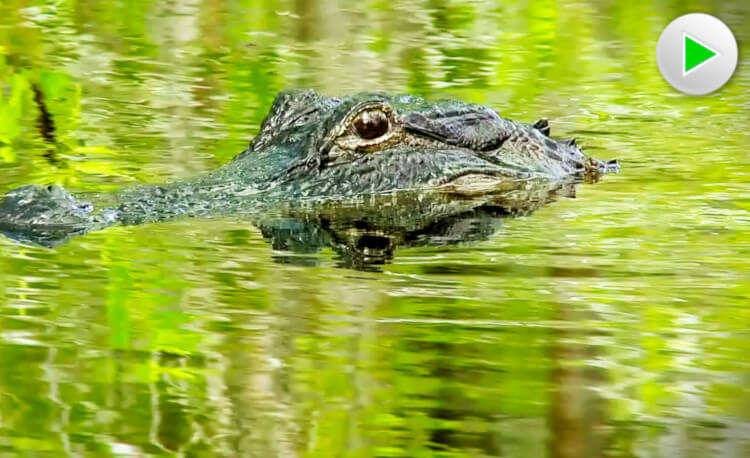 Ein Alligator im Wasser