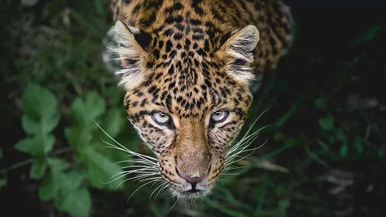 Eine Leopardenkatze im Dschungel von oben fotografiert