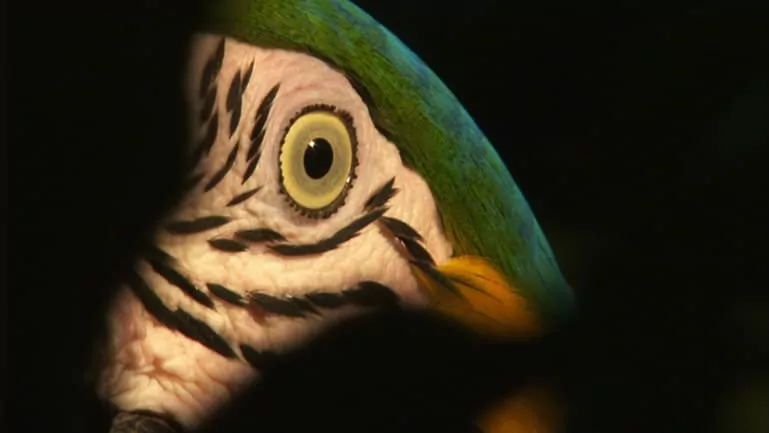 Das Auge eines Papagein als Nahaufnahme