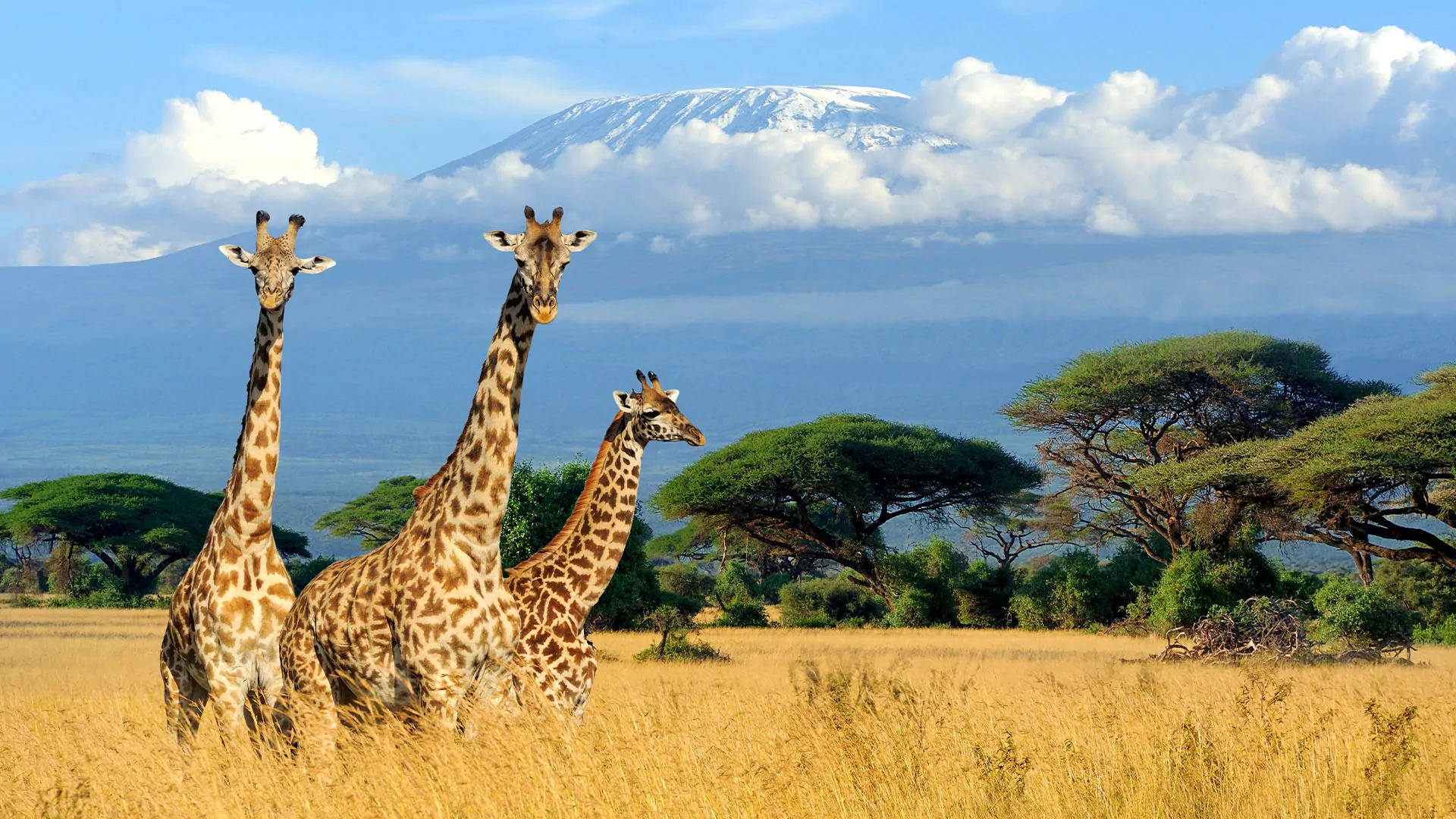 Giraffen stehen in der Savanne von Afrika